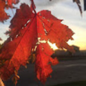 Meet your Posher, Bethany